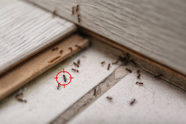 Best Affordable Pest Control Services  in Mantua, UT