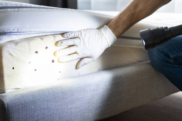 Best Cockroach Control Services  in Mantua, UT