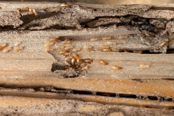 Best Flea Control Services  in Mantua, UT