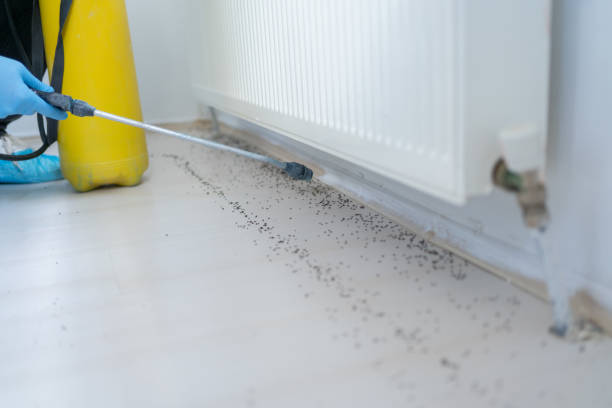 Best Termite Control Services  in Mantua, UT