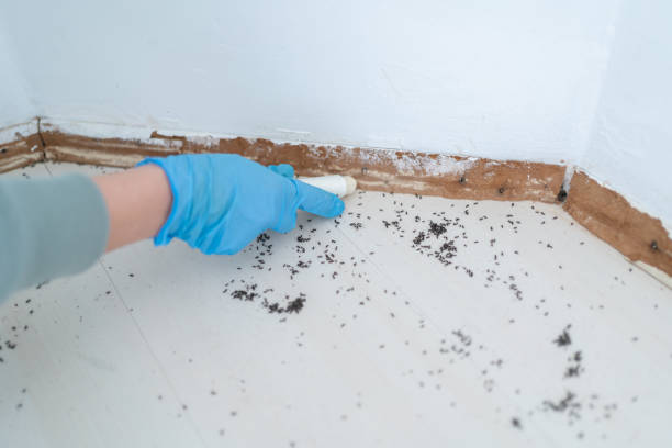 Flea Control Services in Mantua, UT