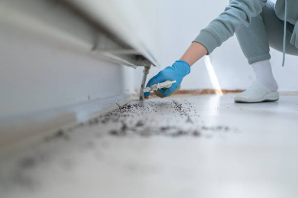 Best Wasp Removal Services  in Mantua, UT